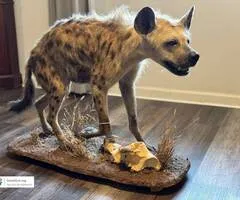 Real African Spotted Hyena Taxidermy