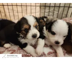 TOY YORKIE AUSTRALIAN SHEPHARD PUPPIES