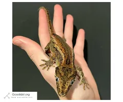 Gargoyle & Crested Geckos for Rehoming