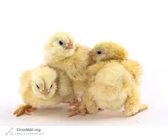 Rare-Breed Baby Chicks (in time for Easter!)