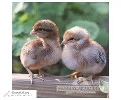 Rare-Breed Baby Chicks (in time for Easter!)