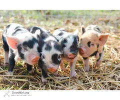 Registered Kune kune Piglets