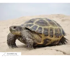 WEEKEND ONLY RUSSIAN TORTOISE SALE !! LOOK!!