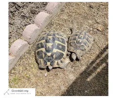 Eastern Hermann's Tortoise