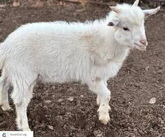 Pygmy goat buckling