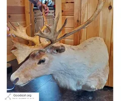Caribou mount - $200 (Denmark)