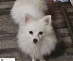 Pomeranian for sale