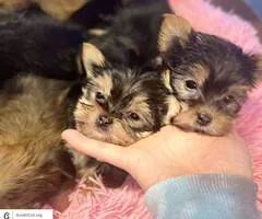 Yorkie puppies (yorkshire terrier) - $1,400